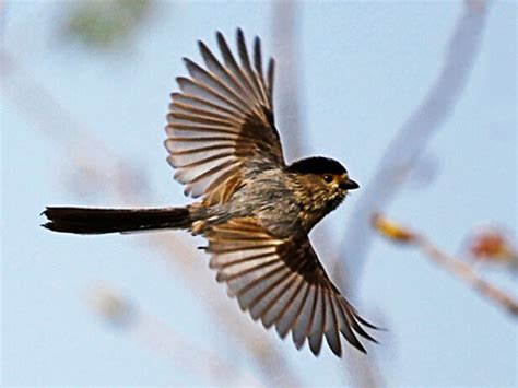 夢到小鳥飛到手上|夢見鳥/夢到鳥